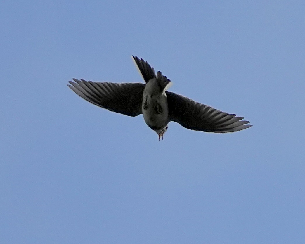 skylark